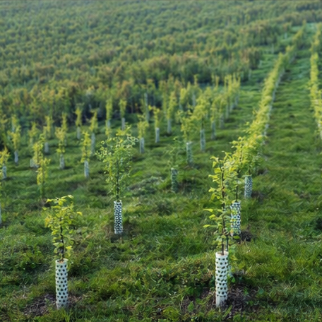 Row of young trees in plastic guards on a grassy field